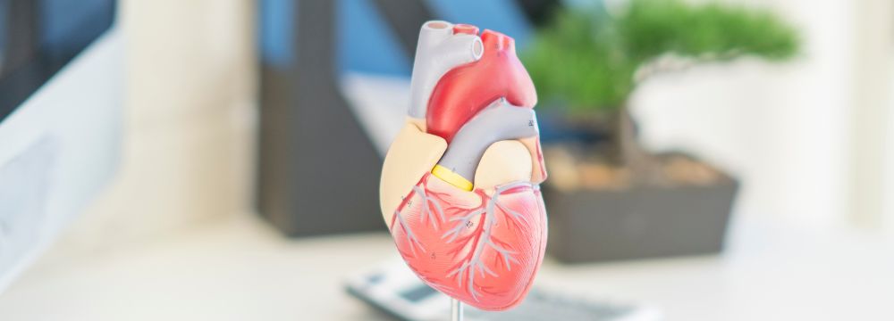 3D model of a heart in a doctors office